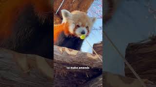 Even though I was wrongI just won’t changeanimals redpanda cute friendship [upl. by Ardnahsal]