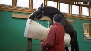 Les fabuleux étalons de dressage du Haras de Malleret [upl. by Sivel776]