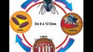 Metamorfosis Explicación del Proceso [upl. by Rannug759]