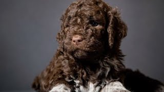 Lagotto Romagnolo [upl. by Elma]