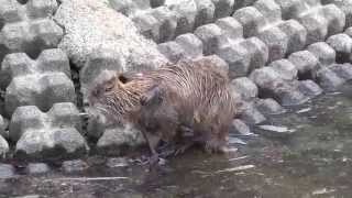 4K野生のヌートリア Nutriacoypu 海狸鼠Myocastor coypus [upl. by Menedez]