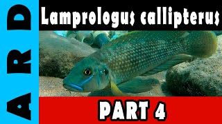 Lamprologus callipterus  Part 4 of 6 [upl. by Mya]