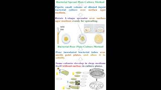 Different between Bacterial Spread Plate and Pour Plate Culture Methods geneticteacher [upl. by Naujid]