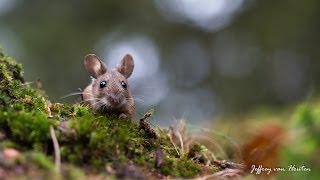 The extraordinary Wood Mouse [upl. by Andrey399]