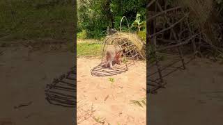 See how this wild boar trap works perfectly BoarTrap WildlifeControl AnimalTrap pigtrap [upl. by Goodden]