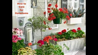 GERANIUM CARE BASICS amp 4 GERANIUM TYPES  Shirley Bovshow [upl. by Dett]