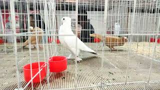 UPC PIGEON SHOW 2023  SATINETTE PIGEONS  THRISSUR KERALA [upl. by Avat]