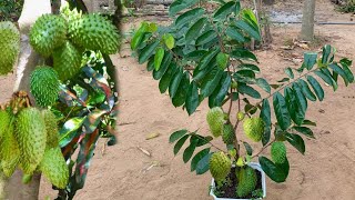 Everyone should plant soursop in his house now It can save you🙏 [upl. by Afatsum]