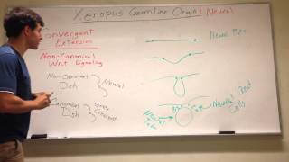 Xenopus Germ Layer Origins Neural stuff Pt 2 [upl. by Olly]