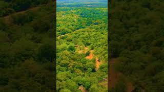 sigiriya 🏞️ sigiriyarock ❤️Sigiriya Lions Rock 😍 srilanka 🌎 [upl. by Husain]