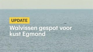 Walvissen gespot voor kust Egmond  RTL NIEUWS [upl. by Ayota347]