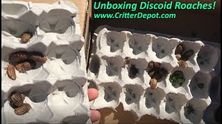 Unboxing Discoid Roaches  The Critter Depot [upl. by Davenport561]