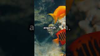 Flame angelfish [upl. by Aitnohs]