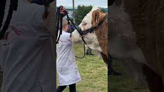 Powerful pairings in Ballina Ag Show 2024 [upl. by Hirza990]