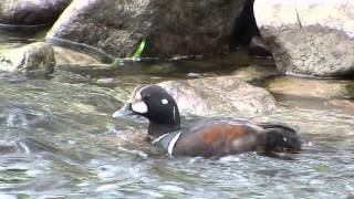 Harlequin Duck Aberdeen 29th April 2015 [upl. by Proctor]