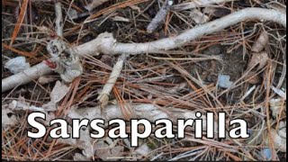 How to Harvest Medicinal Sarsaparilla [upl. by Anual174]