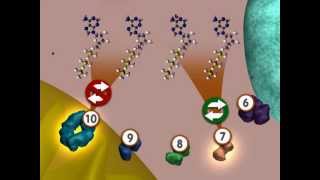 Glycolysis An Overview [upl. by Andryc]