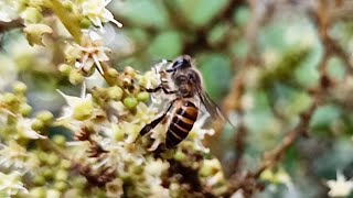 Honey Bees  🐝  Collecting Nectar  With Calming Audio [upl. by Matilda]