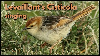 LEVAILLANTS CISTICOLA singing [upl. by Ideih]