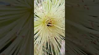 Meliponini en árbol de Pumarroso blanco Syzygium jambos Rio Pailitas Sardinata N de Santander🌳 [upl. by Hserus]