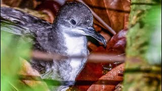 Tropical shearwater Puffinus bailloni sound  call and song [upl. by Nyrahtak]