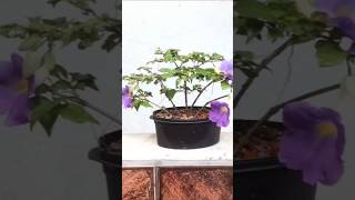 thumbergia erecta bonsai natureza flires [upl. by Cosme44]