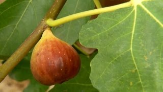 How to Pick Figs  P Allen Smith Classics [upl. by Weber427]