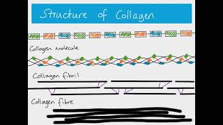 AS Biology  fibrous and globular proteins [upl. by Schnurr246]