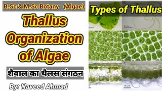 Thallus Organization in Algae  Range of Thallus Structure in Algae BSc 1st year urdu hindi [upl. by Mauldon]