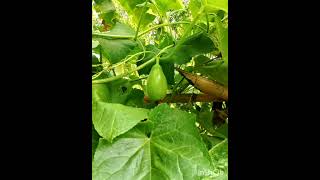 Kundol Wax Gourd Ash Gourd Winter Melon White Gourd Winter GourdBenincasa hispida [upl. by Briny]