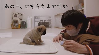 赤ちゃんパグが男一人暮らしの家にきた初日、お互いどうしたらいいかわからず困惑する様子 [upl. by Seavir]