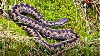 Adders  Amazing Footage of Venomous Snakes in the North Yorkshire Moors UK  4K [upl. by Rozalin]