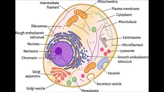 Gen Bio I Lesson 3 Cell Structure and Plasma Membranes [upl. by Neened21]