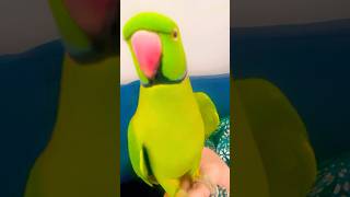 Parrot like to take self video viralvideo parrotsounds [upl. by Trebma]