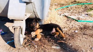 Rescued puppy beside Dumpster [upl. by Kabab699]