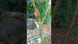 A122 Grafting fruit trees techniquesgrafting lemon wedges shorts easy YouTube youtubeshorts [upl. by Nrubyar328]