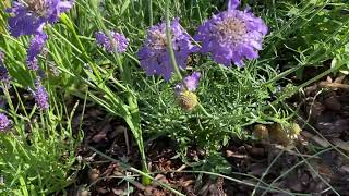 Scabiosa ördögszem [upl. by Snell597]