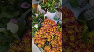 Stunning Bromeliad And Other Bunches [upl. by Tildi]