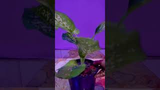 Dieffenbachia Picta Indoor Plant garden gardenscapes flowerplant shorts short new nature yt [upl. by Ennaer]