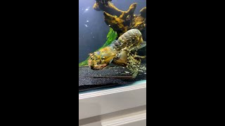 AMAZING CRAYFISH SHEDDING  MOLTING ITS SHELL SO IT CAN GROW BIGGER [upl. by Nilyad]