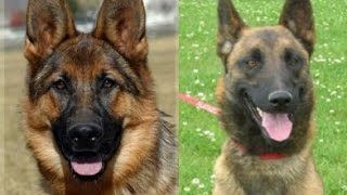 Berger Belge Malinois VS Berger Allemand [upl. by Eikcaj]