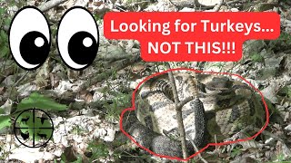 TN Turkey Hunt  BIG RATTLESNAKE [upl. by Hutner]