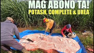 SECOND ABONO SA TUBOHAN Potash Complete amp Urea MIX [upl. by Rramal]