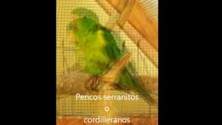 Psilopsiagon aurifrons  Pericos Serranitos  Mountain parakeet [upl. by Im]