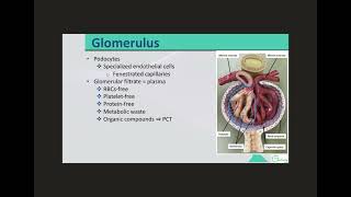 Nephron Renal Corpuscle to PCT [upl. by Drofhsa]