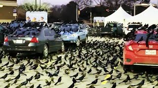 Thousands of black birds  aka grackles  take over parking lot in Houston [upl. by Noivad504]