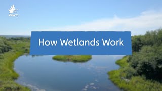 Why Wetlands are Natures SuperSystems  WWT [upl. by Maclaine]