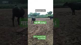 farmers Life farming farmer agriculture pasupalan  like and subscribe my channel [upl. by Chamberlain119]