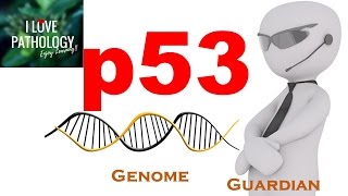 NEOPLASIA 4 p53 gene The Guardian of the genome functions regulation and inactivation [upl. by Nel]