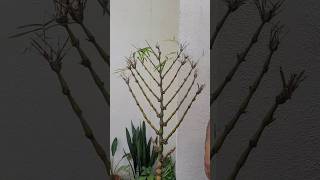 Pruning Bamboo Bonsai Amazingly  shorts ytshorts viralshorts bambooplant trendingshorts [upl. by Zoha]